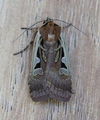 Parabagrotis formalis
