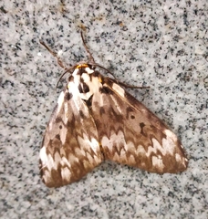 Lymantria fuliginosa