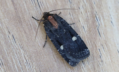 Abagrotis mirabilis