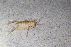 Rhachocnemis validus