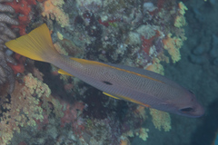 Lutjanus monostigma