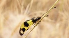 Libelloides macaronius