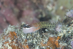 Ecsenius fijiensis