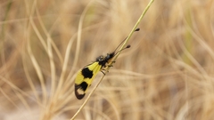 Libelloides macaronius