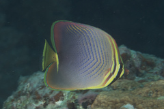 Chaetodon baronessa