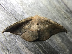 Patalene