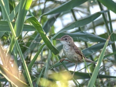 Acrocephalus scirpaceus