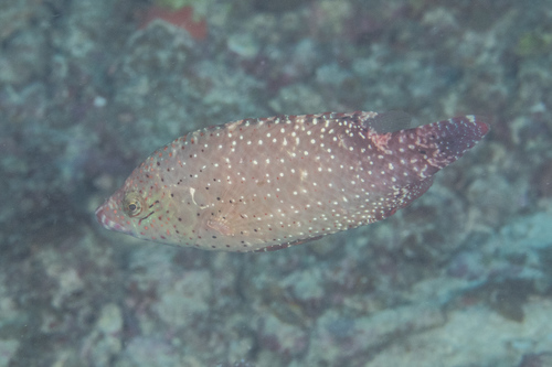Dotted maori (Cheilinus chlorourus) — Labridae — 5