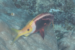 Parupeneus barberinoides