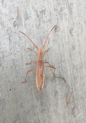 Protenor belfragei