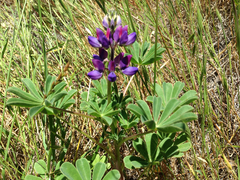Lupinus microcarpus