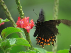 Heraclides erostratus