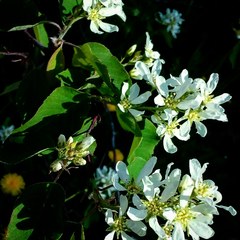 Amelanchier ovalis