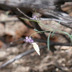 Abaeis mexicana