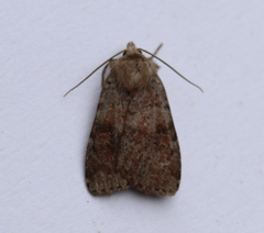 Diarsia dislocata