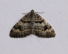 Xanthorhoe abrasaria