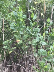 Baccharis halimifolia image