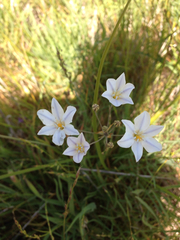 Triteleia peduncularis