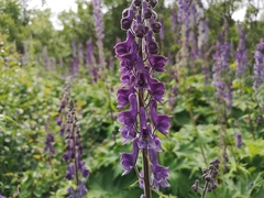 Aconitum septentrionale