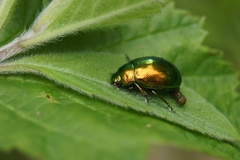 Chrysolina herbacea