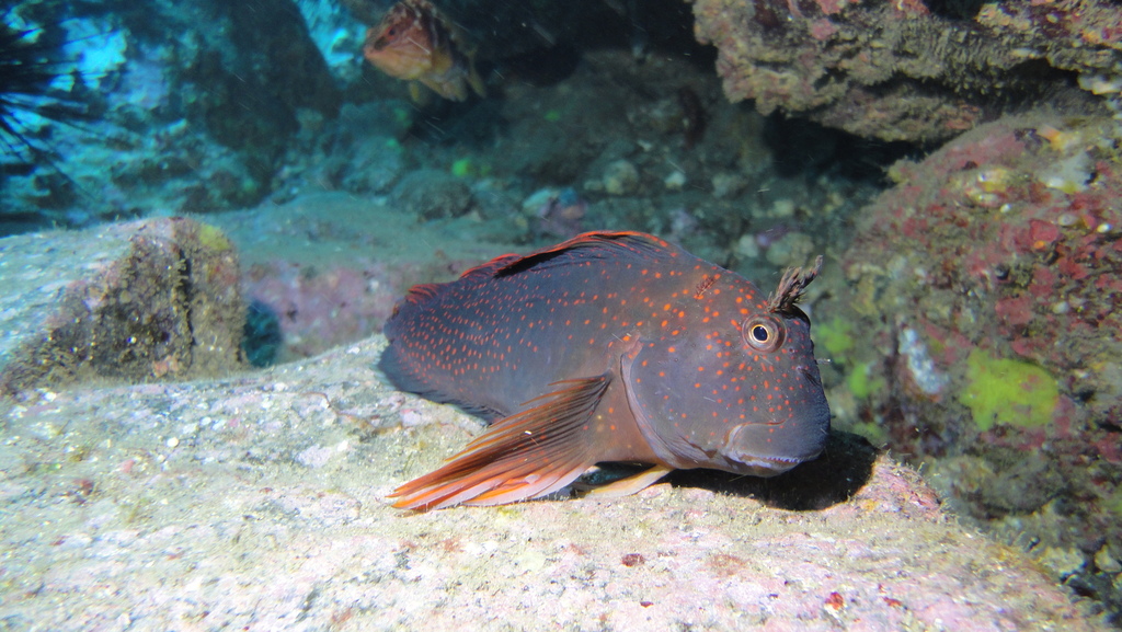 Scartichthys variolatus — Blenniidae