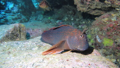 Scartichthys variolatus