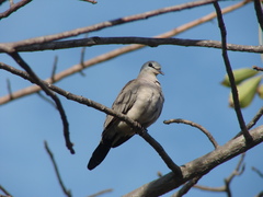 Turtur abyssinicus