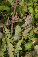 Podosphaera erigerontis-canadensis