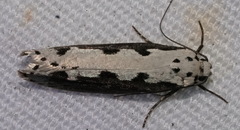 Ethmia bipunctella