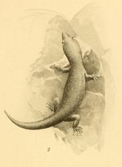 Cayman Least Gecko photo 2