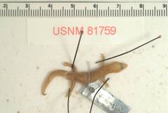 Cayman Least Gecko photo 3