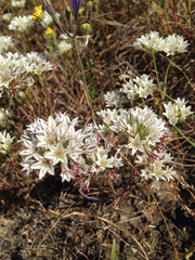 Allium lacunosum