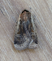 Parabagrotis formalis