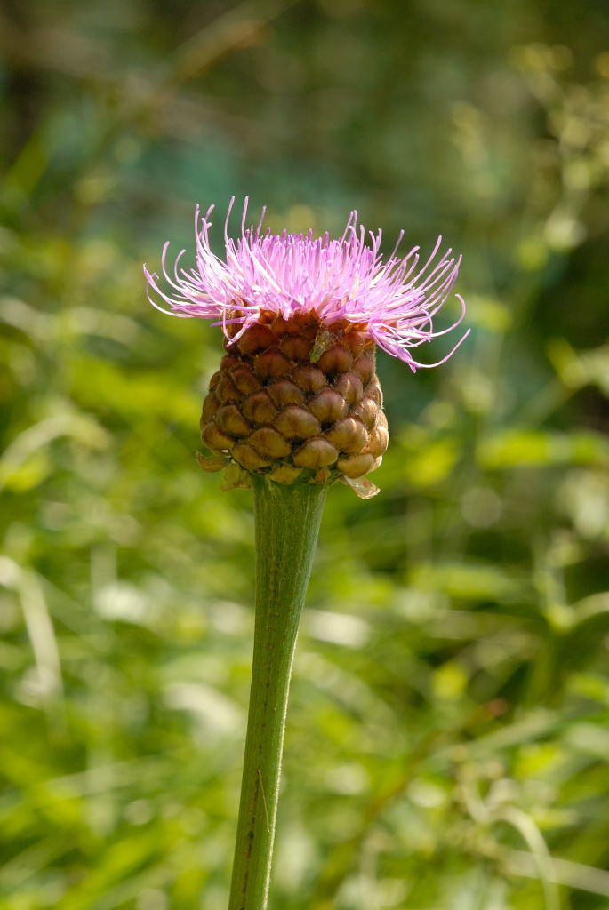 Rhaponticum