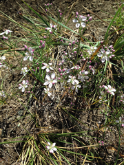 Hesperolinon congestum