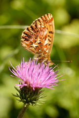 Boloria titania