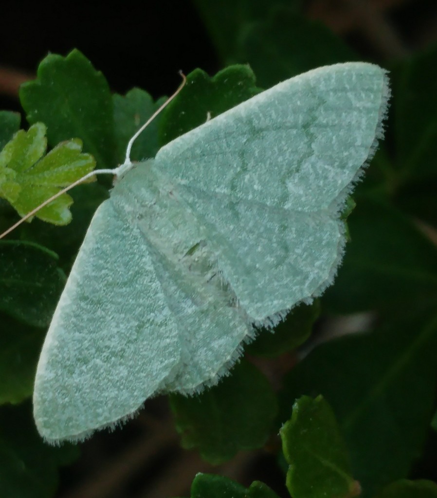 Phaiogramma faustinata
