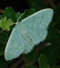 Phaiogramma faustinata