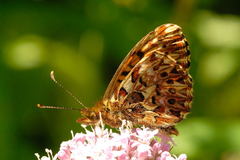Boloria titania