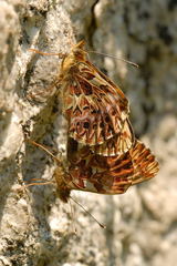 Boloria titania