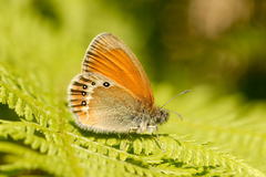 Coenonympha gardetta darwiniana