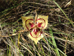 Calochortus tiburonensis
