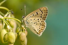 Lycaena tityrus subalpina