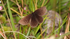 Idioneurula erebioides