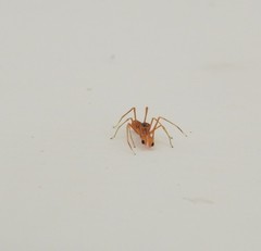 Myrmaplata plataleoides