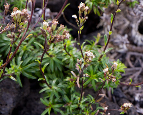 Dubautia scabra