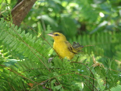 Ploceus brachypterus