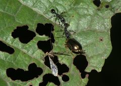 Plagiosterna chlorina