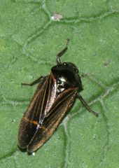 Cosmoscarta elegantula