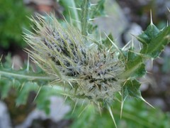Cirsium osterhoutii